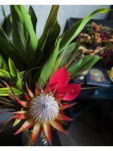 ブラックボックス(BLACK BOX)/BLACKBOXのお花